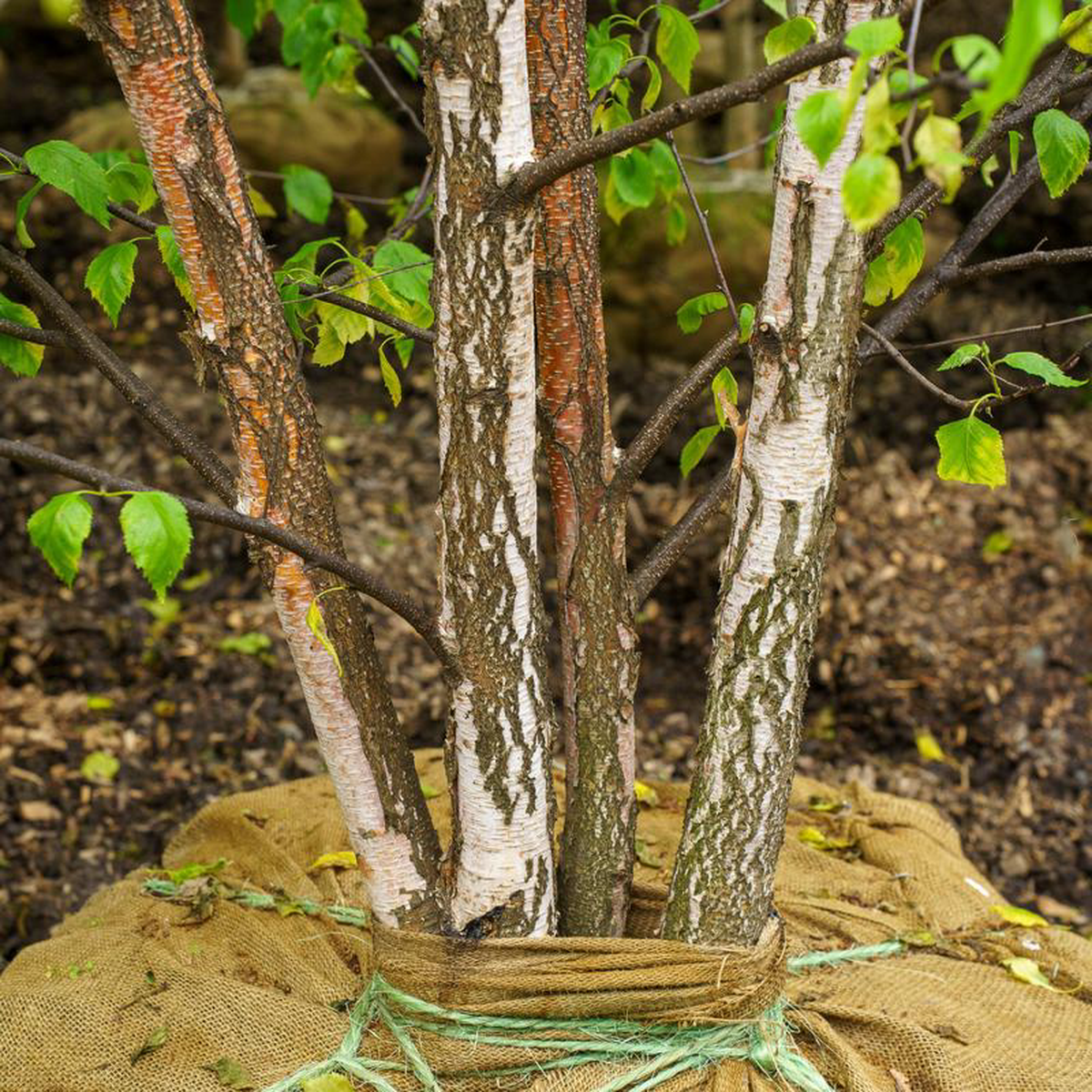 Renaissance Oasis Paper Birch 10 to 12 foot B038B