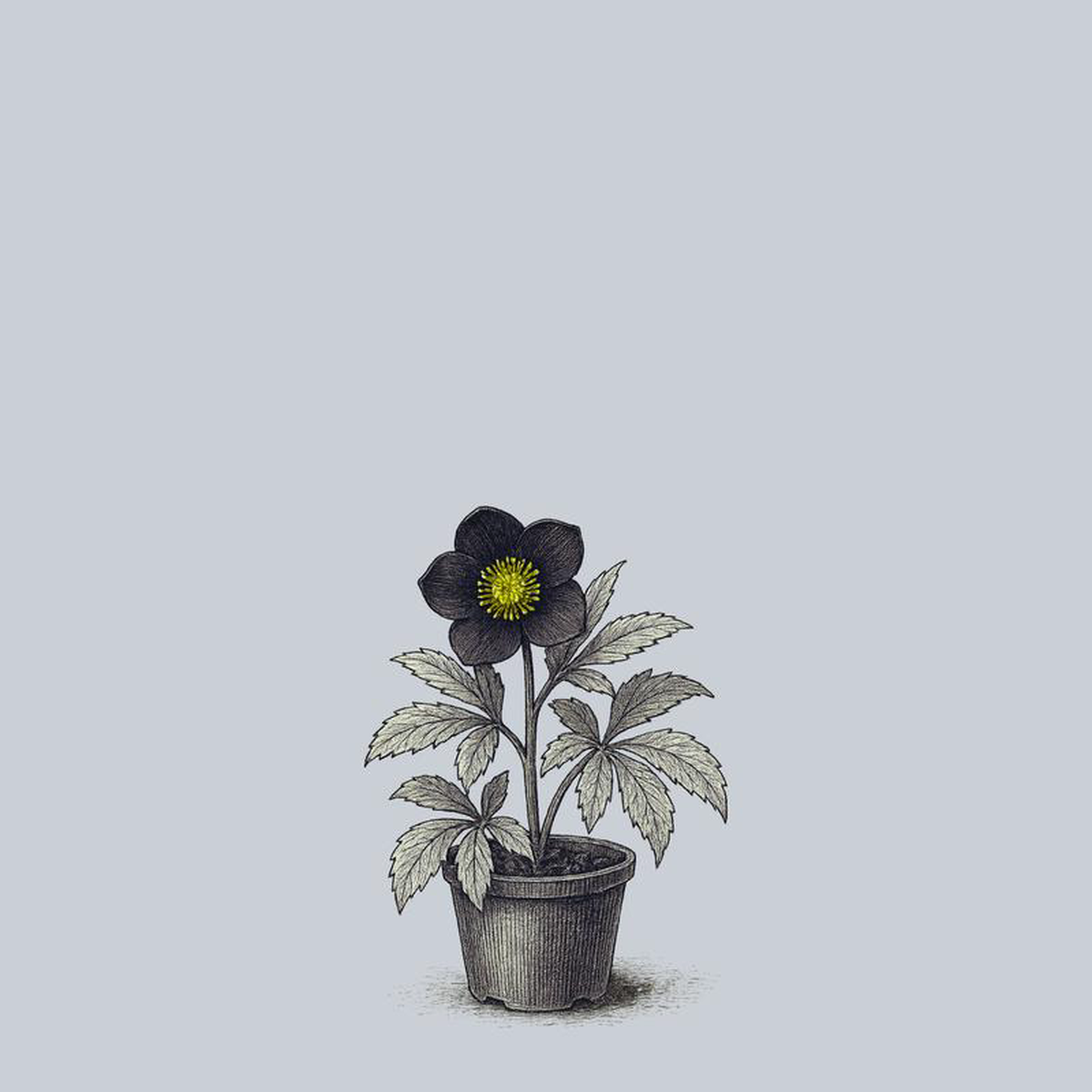 Winter Jewels Black Diamond Lenten Rose 1 Gallon