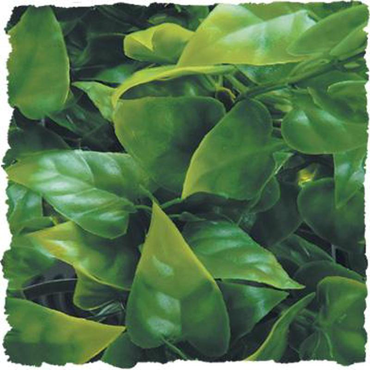 Zoo Med Natural Bush Plants Mexican Phyllo