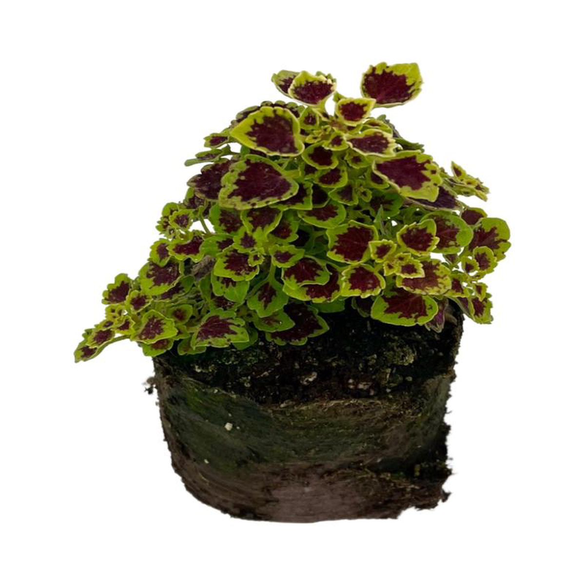 Coleus 8216Great Falls Angel8217 25 Inch