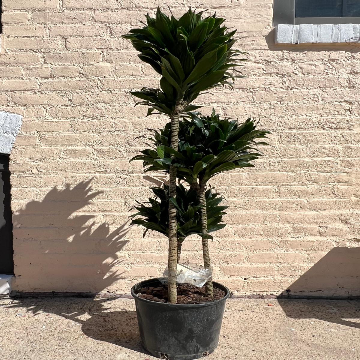 Dracaena fragrans 8217JC Compacta Cane8217 8211 128221