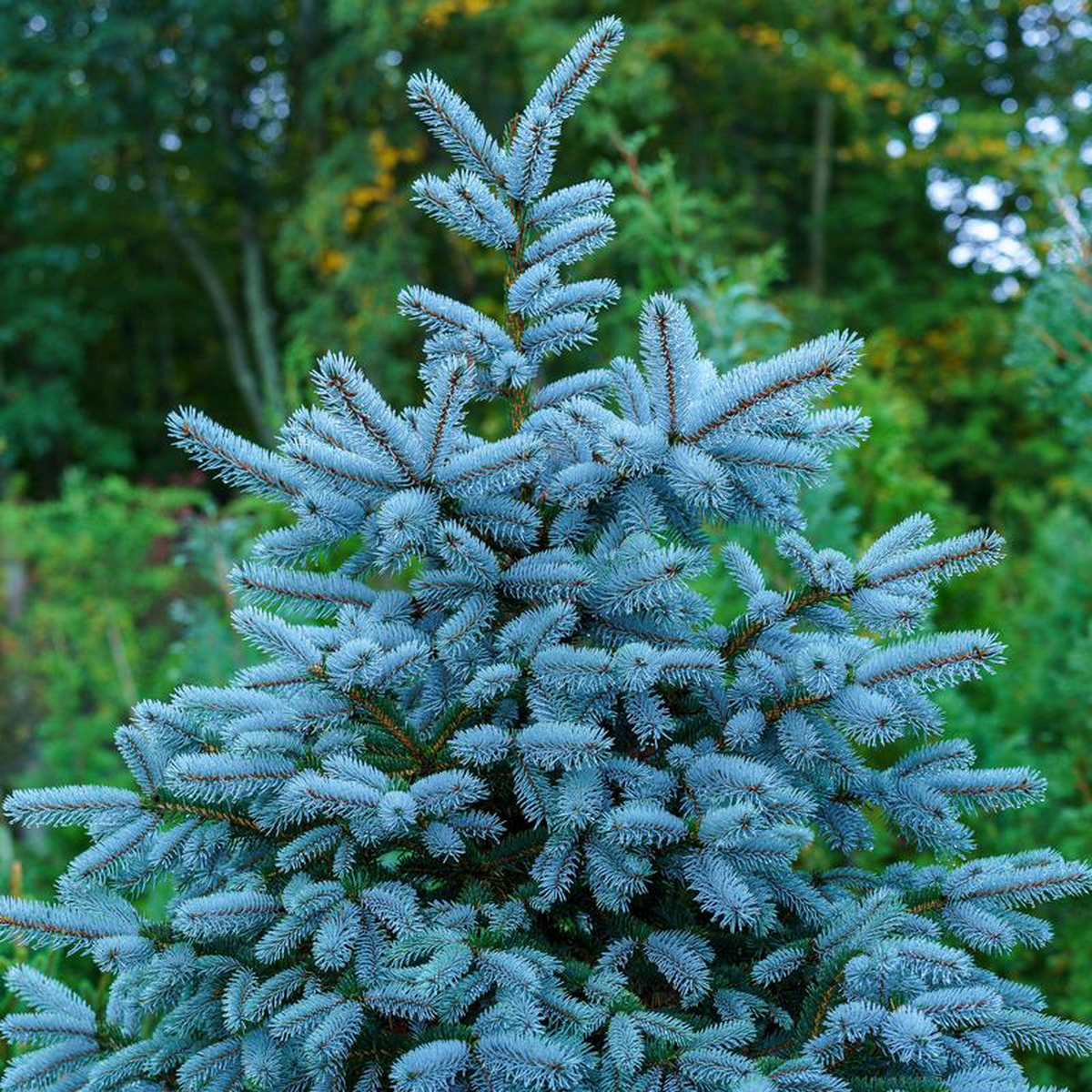 Glauca Colorado Spruce 7 foot B038B