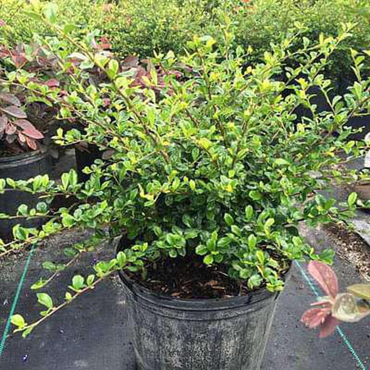 Serissa foetida variegated 8211 Plant