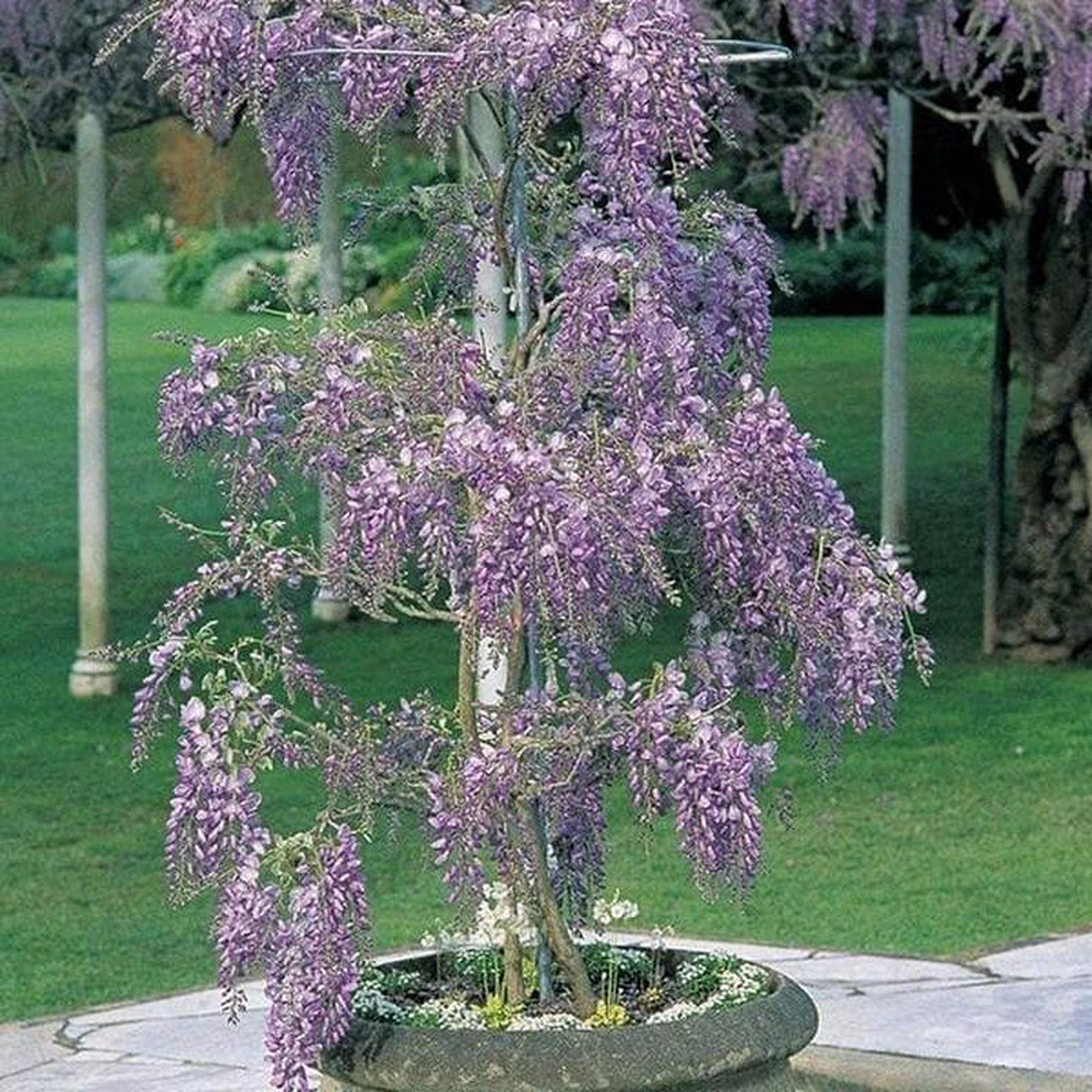 Wisteria 8211 Plant