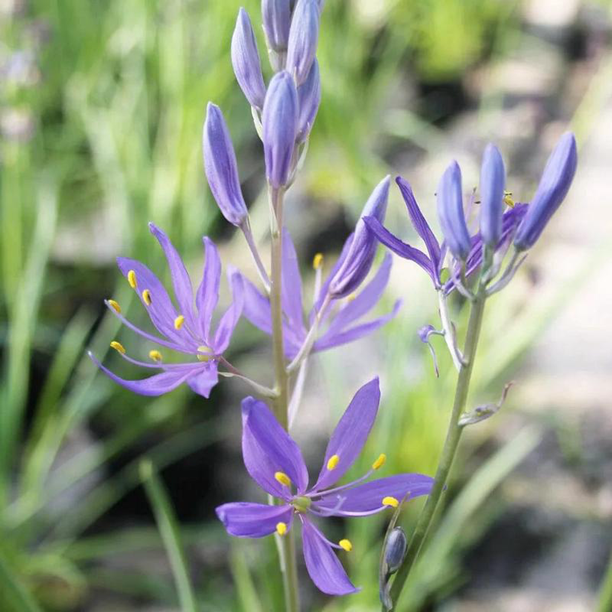 Camassia Esculenta Quamash Aquatic Pond Plant 8211 Common Cammas Lily 9cm (3 Pack)