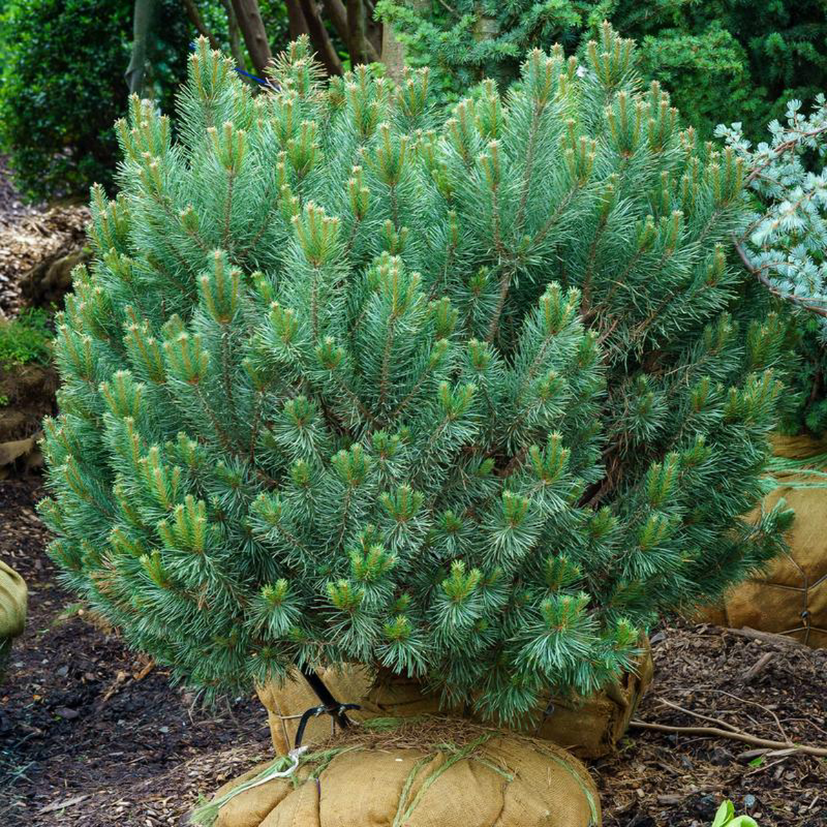 Galuca Nana Scotch Pine 4 foot Topiary