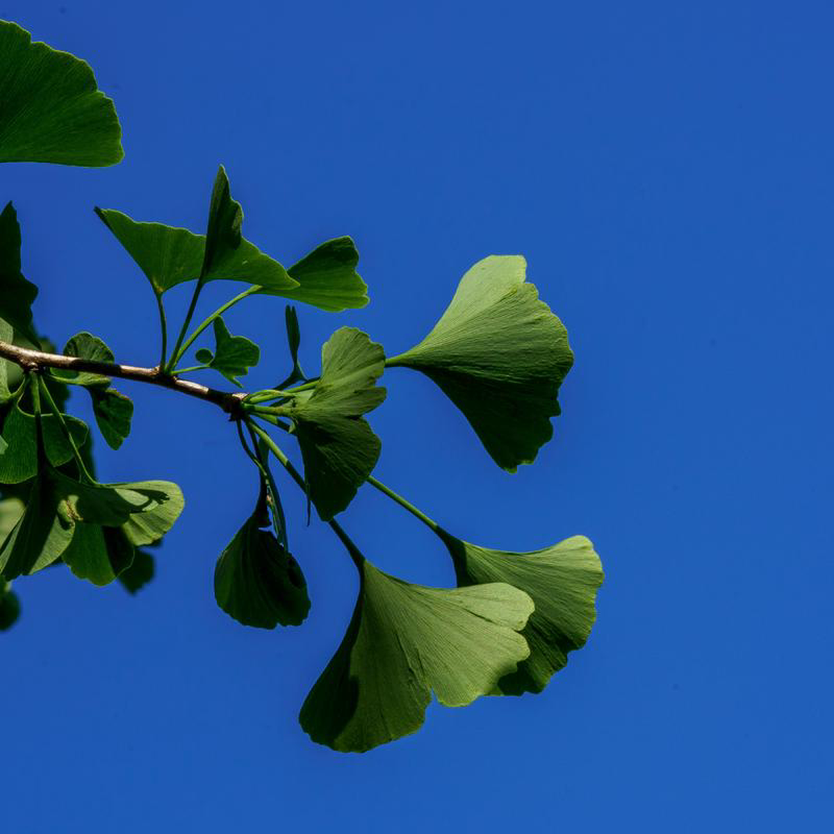 Magyar Ginkgo 25 inch B038B
