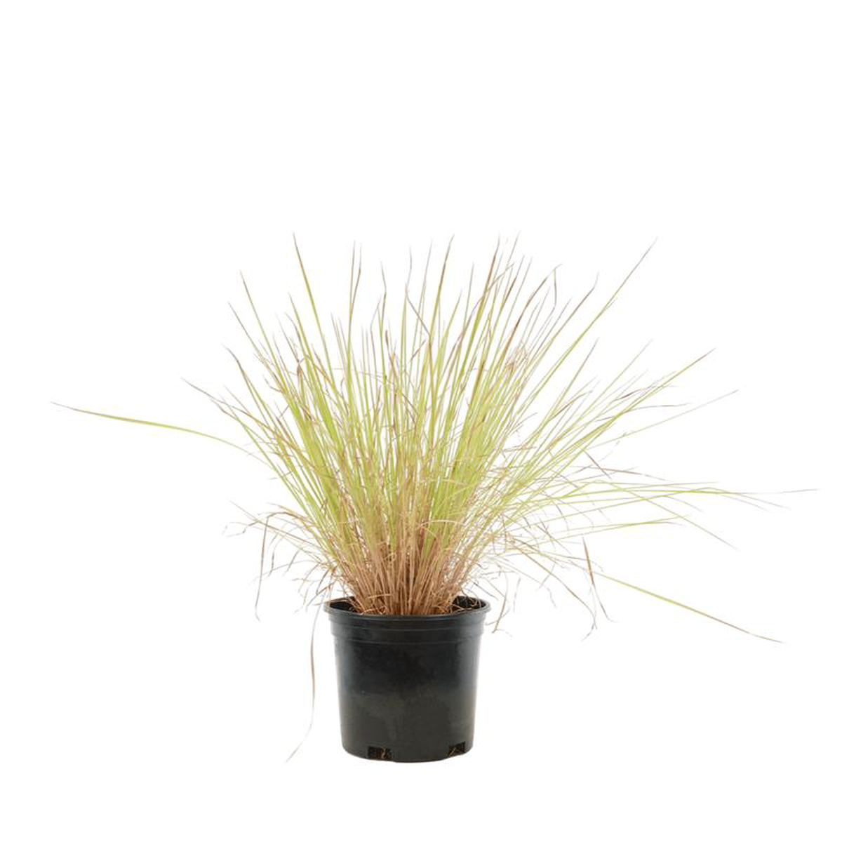 Schizachyrium scoparium 8216Standing Ovation8217 6 Inch