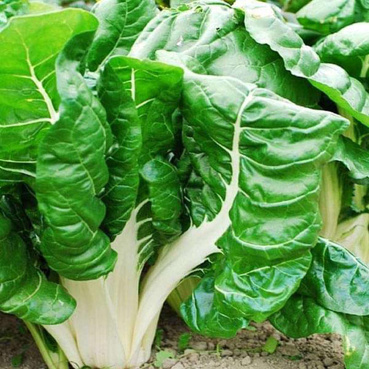 Swiss Chard 8211 Vegetable Seeds