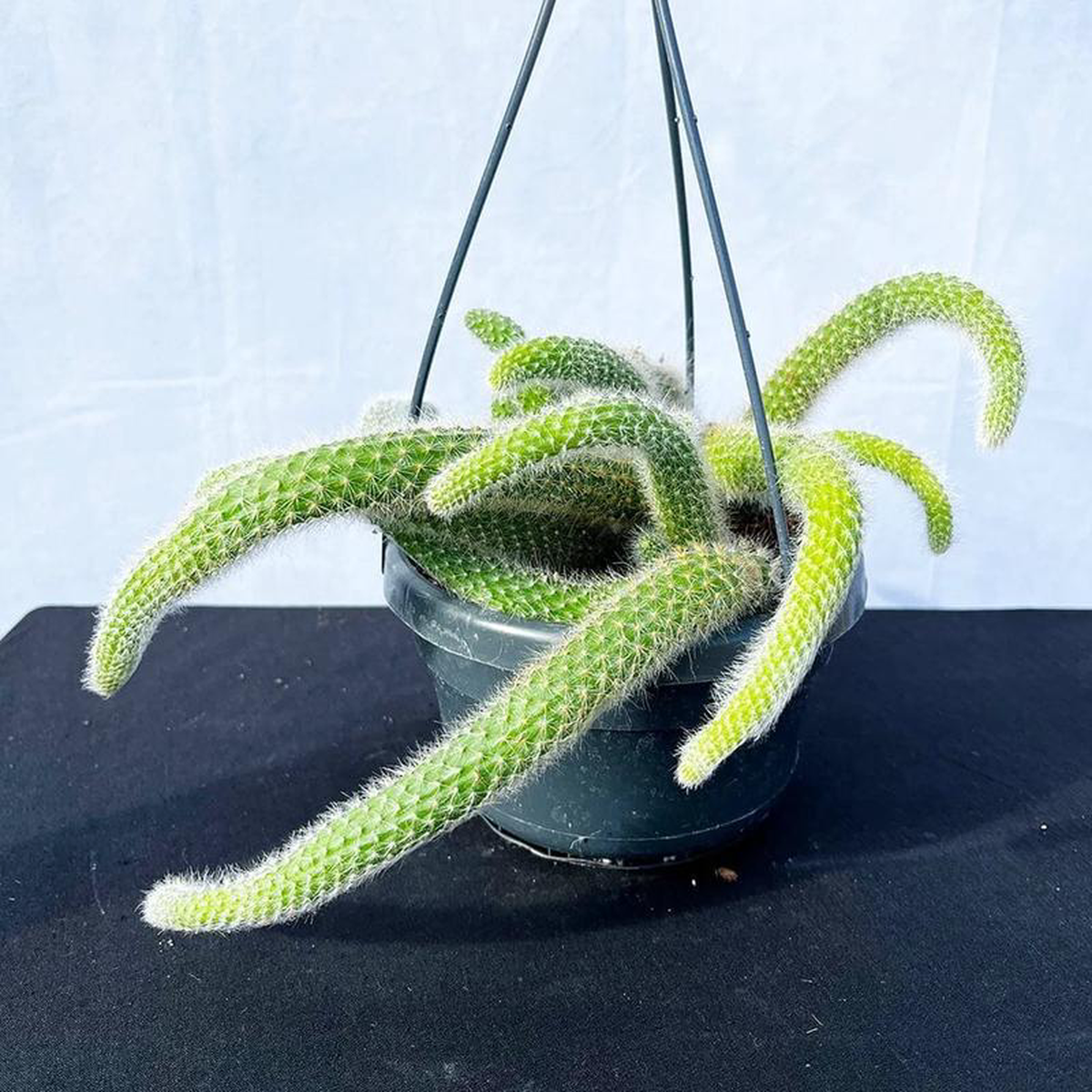 20 8211 30cm Monkey Tail Cactus Hildewintera Colademononis in Hanging 14cm Pot