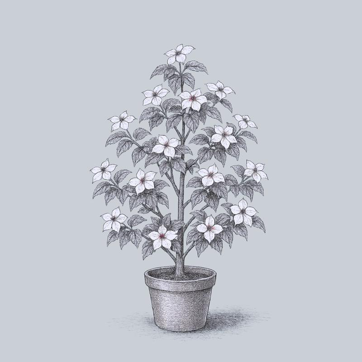 Appalachian Spring Dogwood 15 Gallon