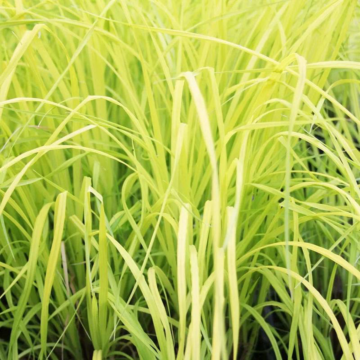 Carex Elata Aurea Aquatic Pond Plant 8211 Bowles8217 Golden Sedge 5ltr Pot Size