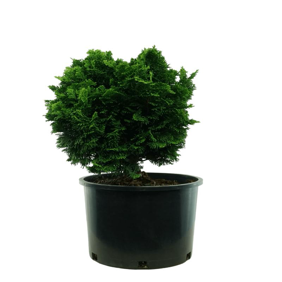 Chamaecyparis obtusa 8216Nana Gracilis8217 6 Gallon