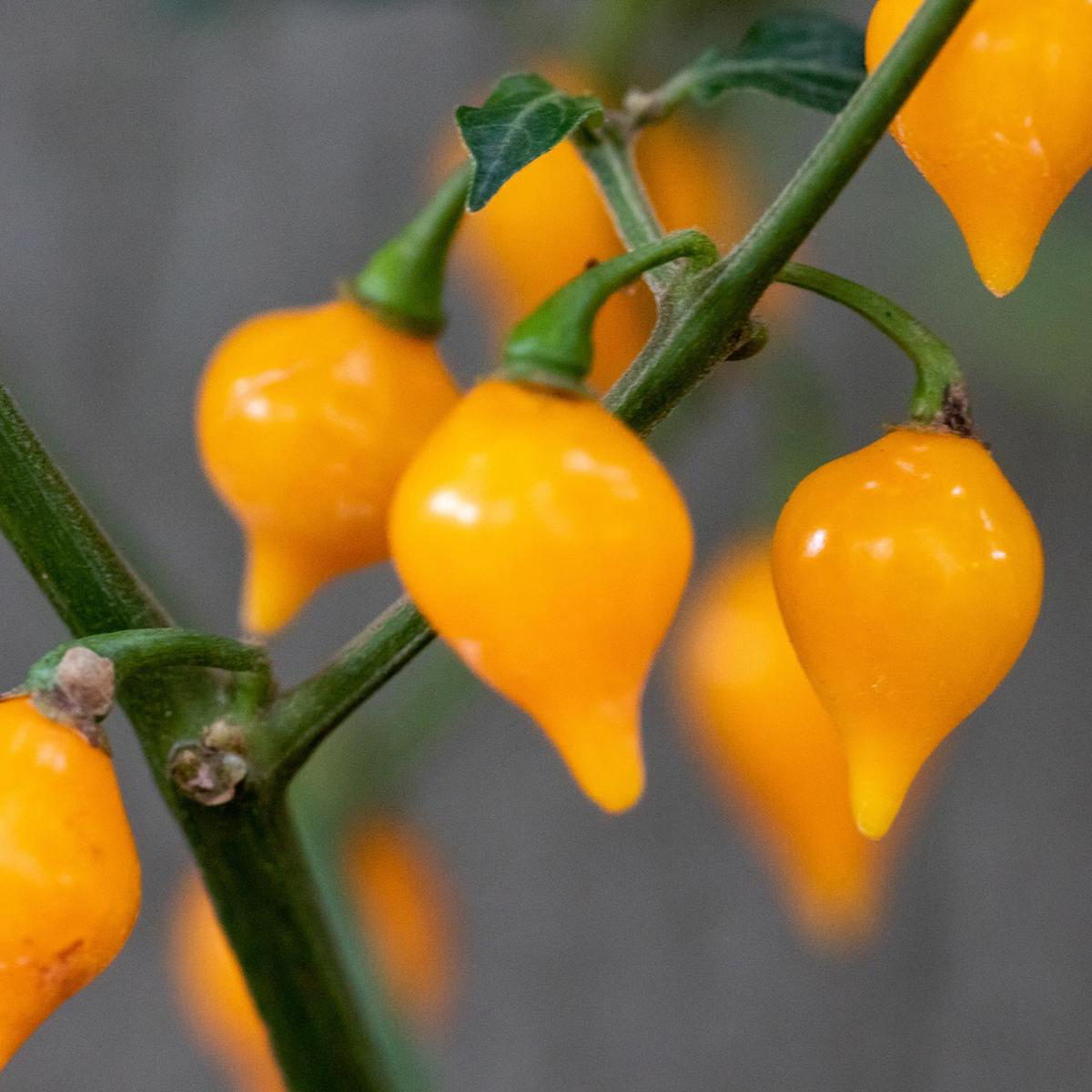 Biquinho Yellow Pepper (Capsicum annuum)