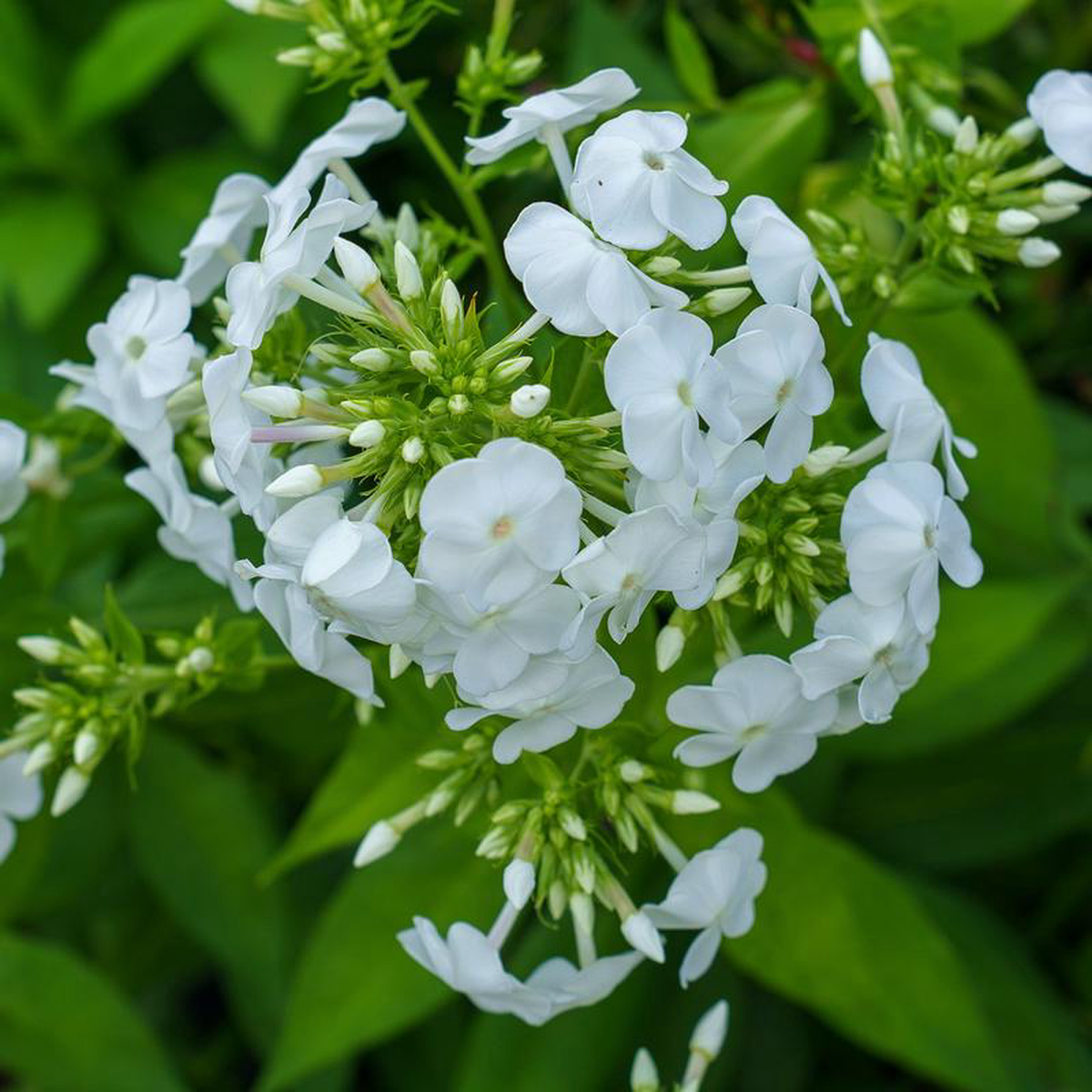 David Tall Garden Phlox 1 Gallon