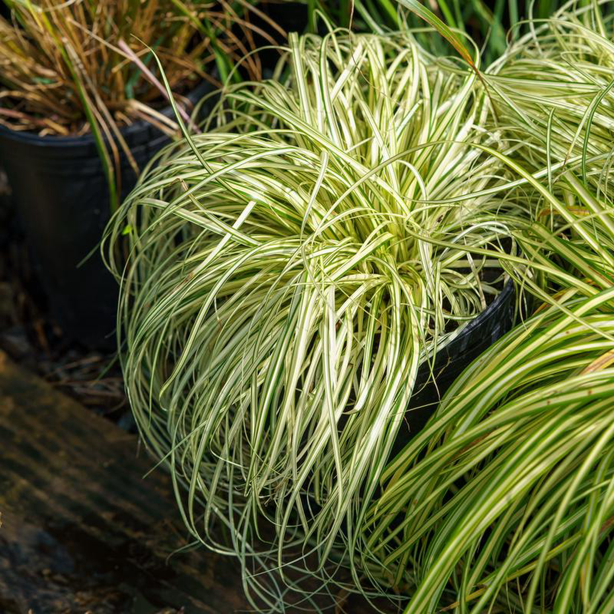 Evergold Sedge 4 inch Pot