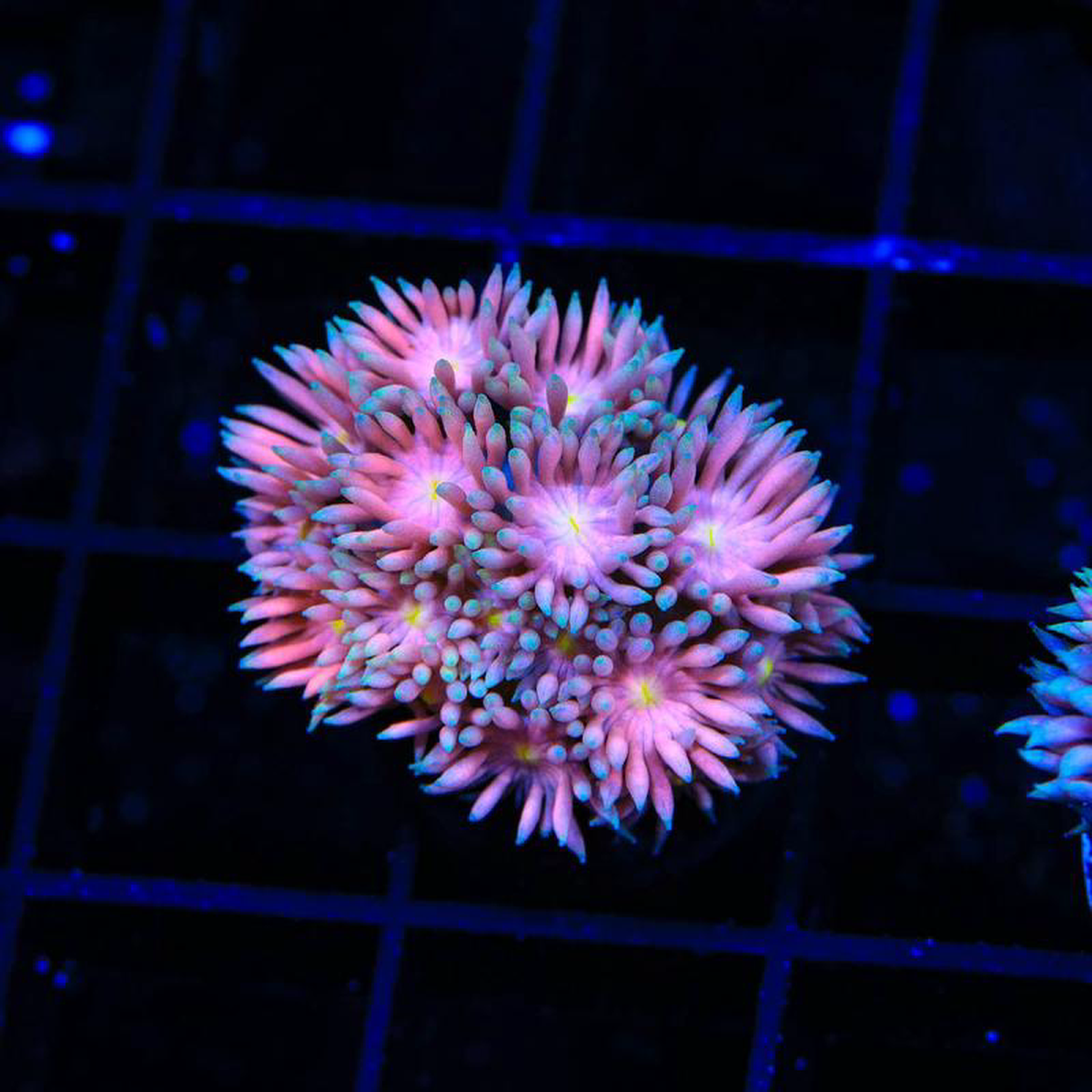 TSA Star Bright Goniopora Coral