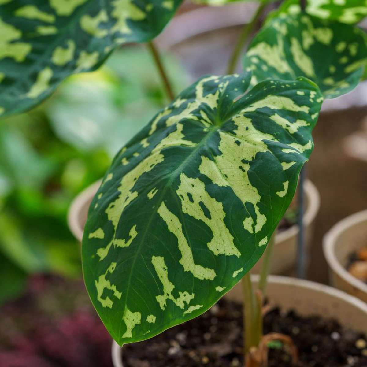 Hilo Beauty Elephant Ear 45 inch Pot