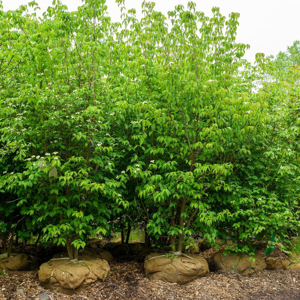 Kousa Dogwood 4 inch B038B