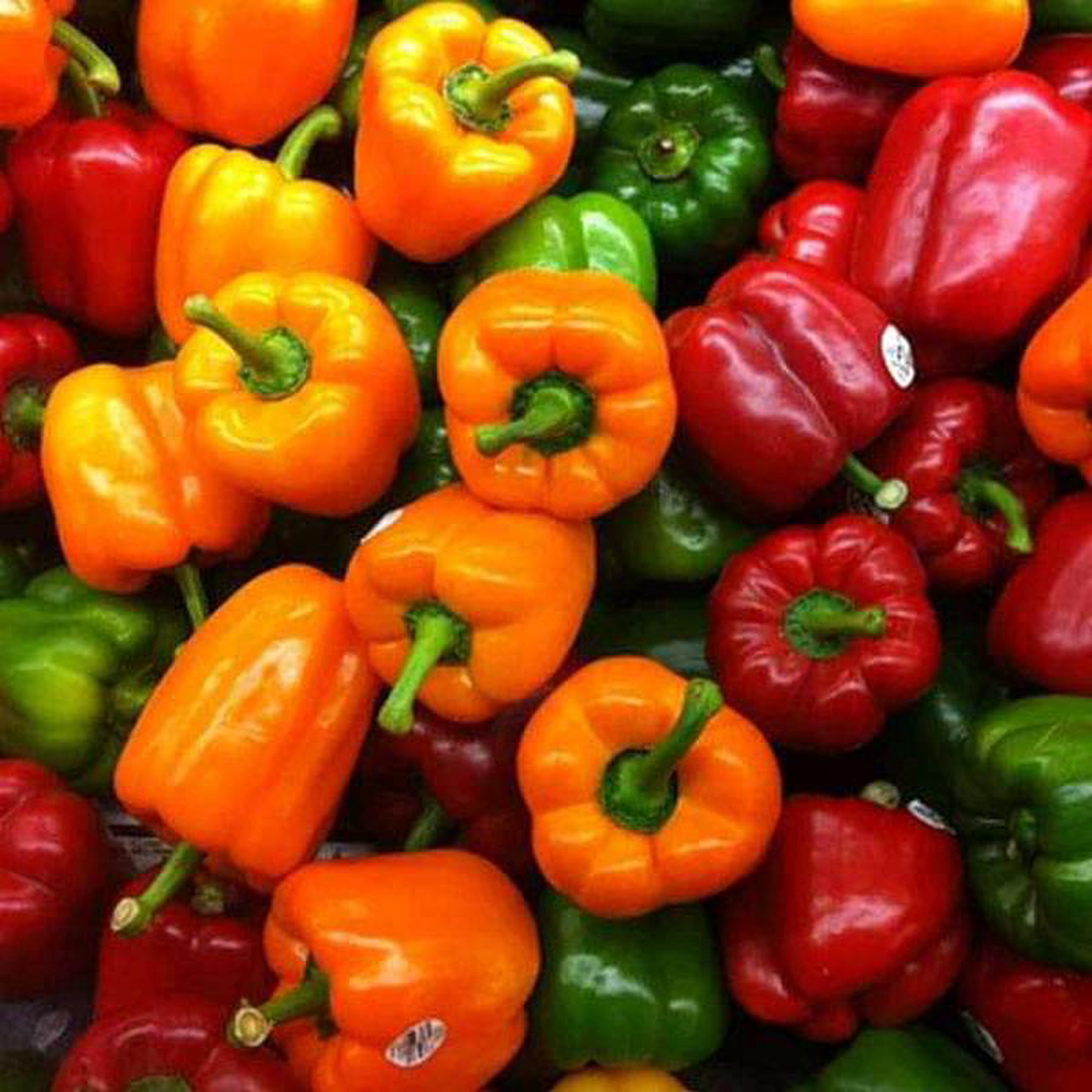 Capsicum Mix Color Bell Pepper Misticanza 8211 Vegetable Seeds