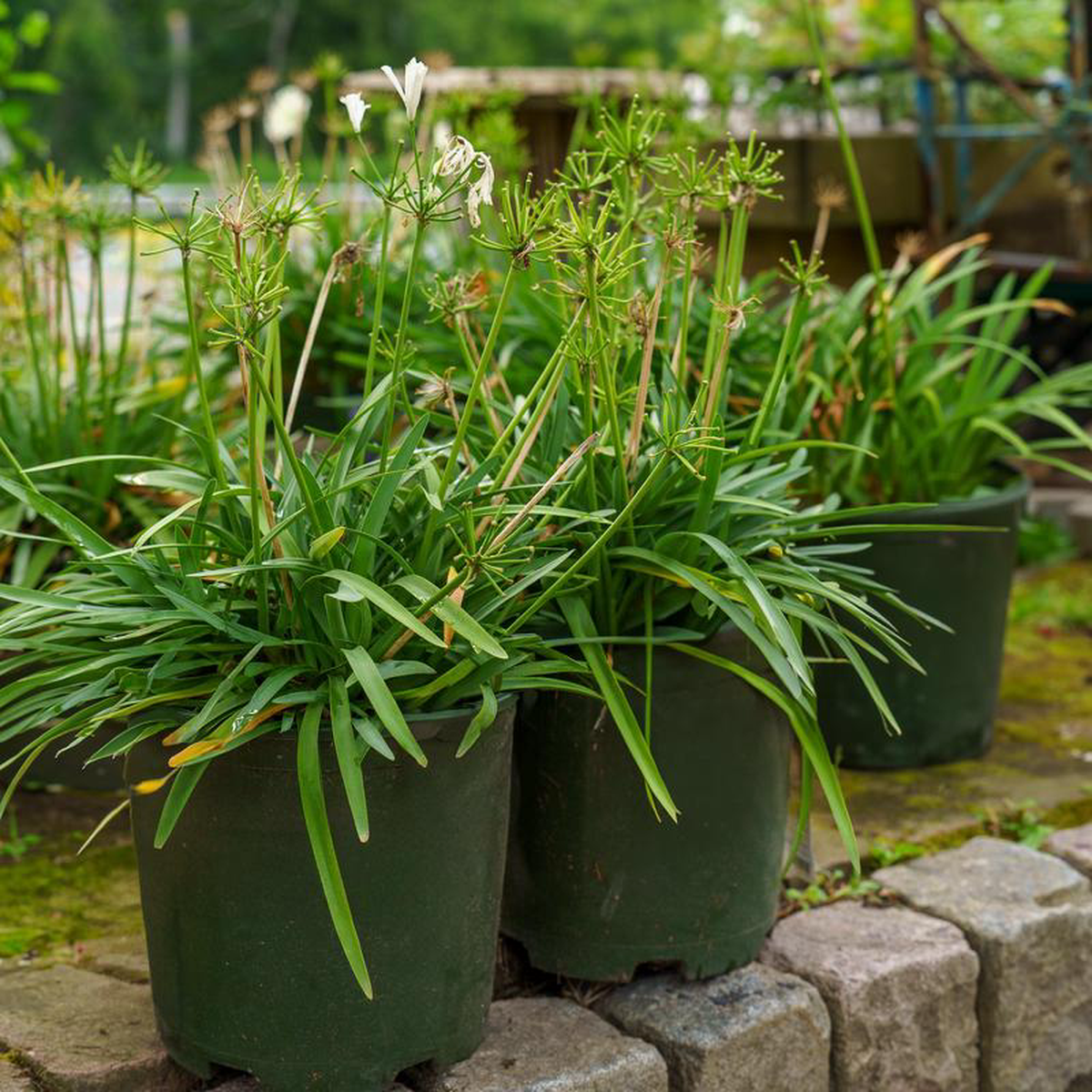 Double Diamond Agapanthus 2 Gallon