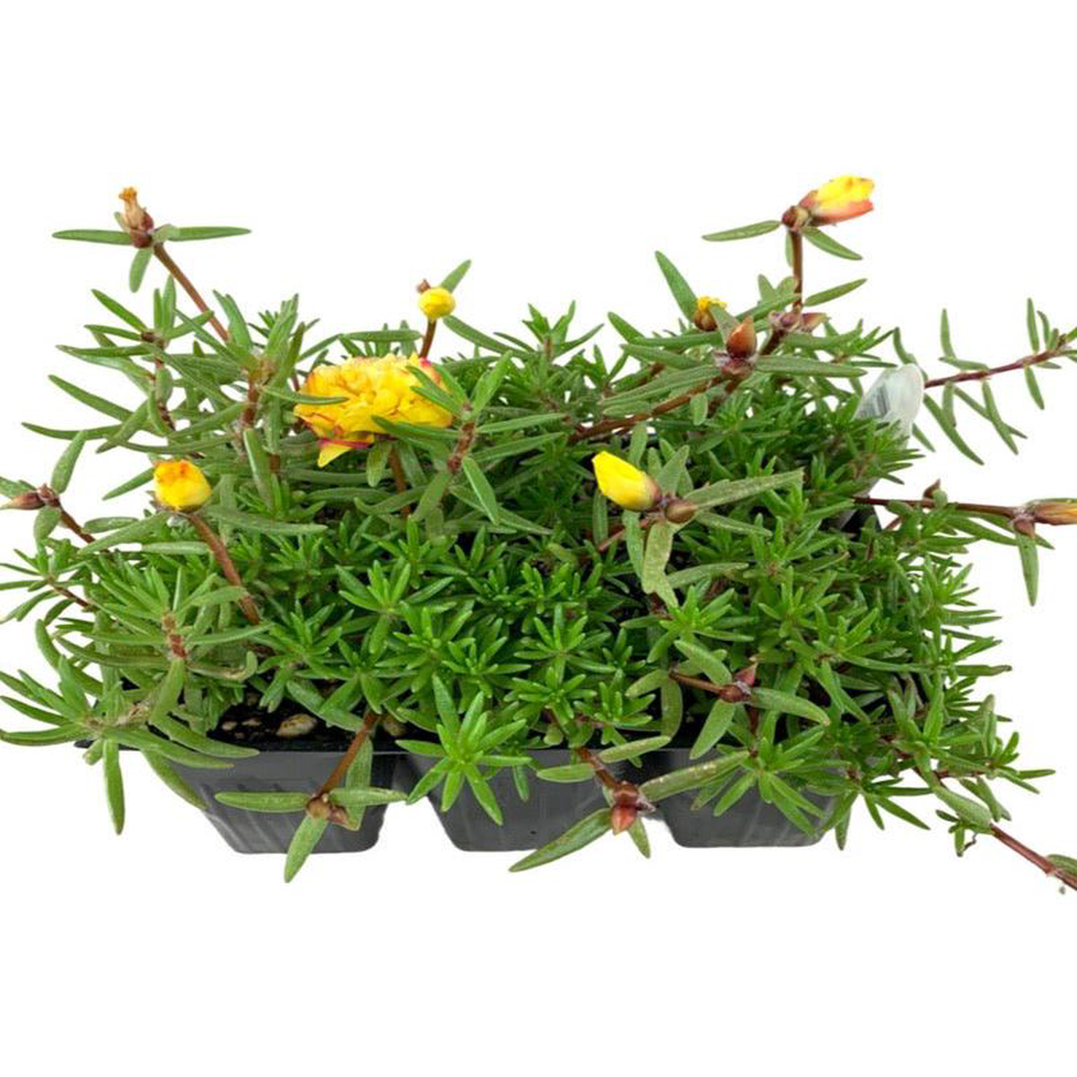 Portulaca 8216Yellow8217 Jumbo Traypack