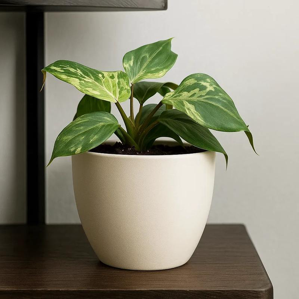 15 8211 20cm Philodendron Gloriosum Snow Leopard 105cm Pot House Plant