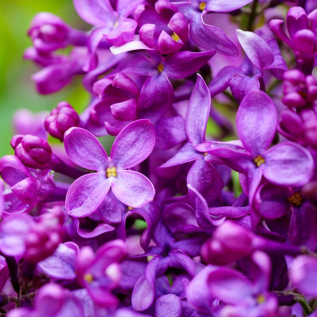 Bloomerang Lilac 10 Gallon