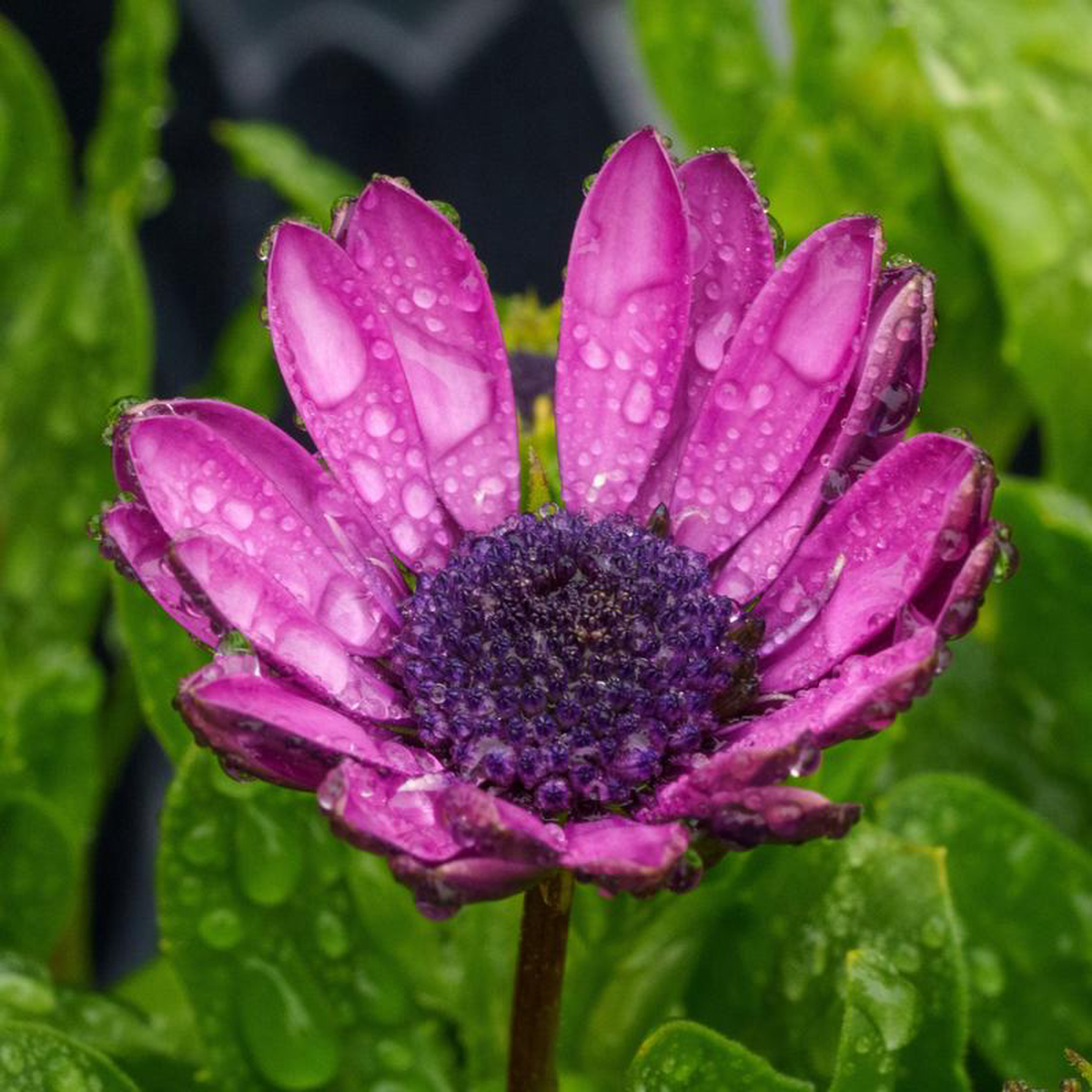 African Daisy 10 inch Basket