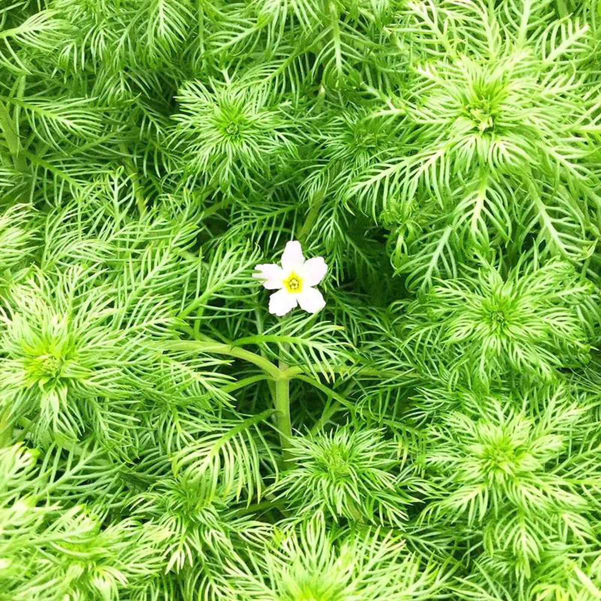 Hottonia Palustris Aquatic Pond Plant 8211 Water Violet 1ltr (3 Pack)