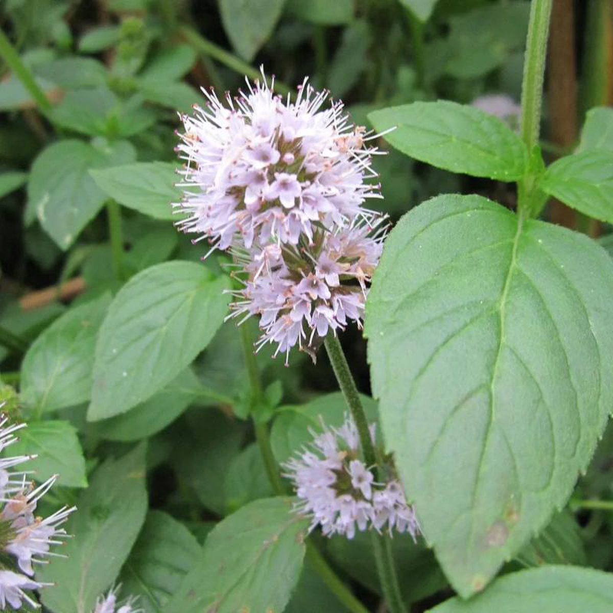 Mentha Aquatica Aquatic Pond Plant 8211 Water Mint 3ltr Pot Size