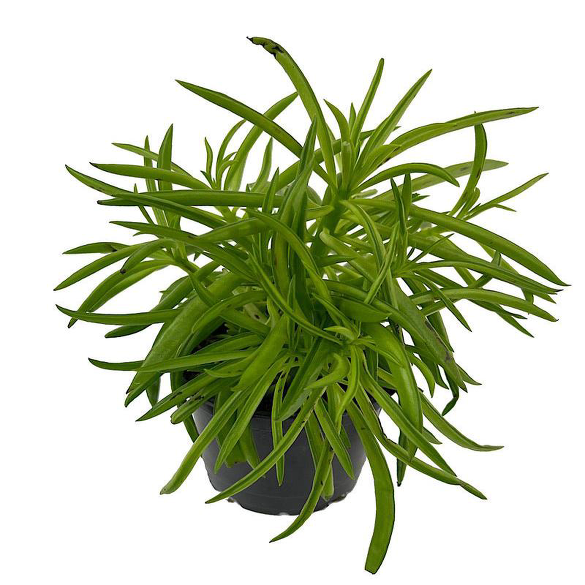 Peperomia 8216Happy Bean8217 4 Inch