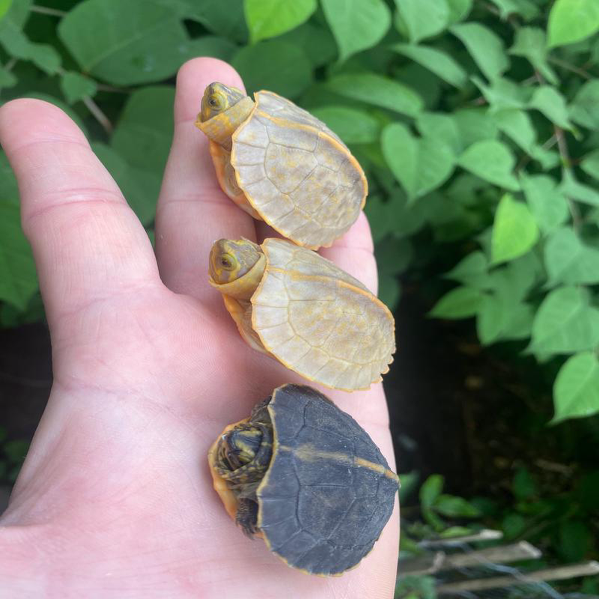 Albino Yellow-headed Temple Turtle Babies (Heosemys annandalii)