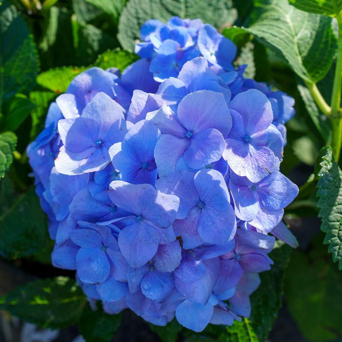 Azure Skies Bigleaf Hydrangea 3 Gallon