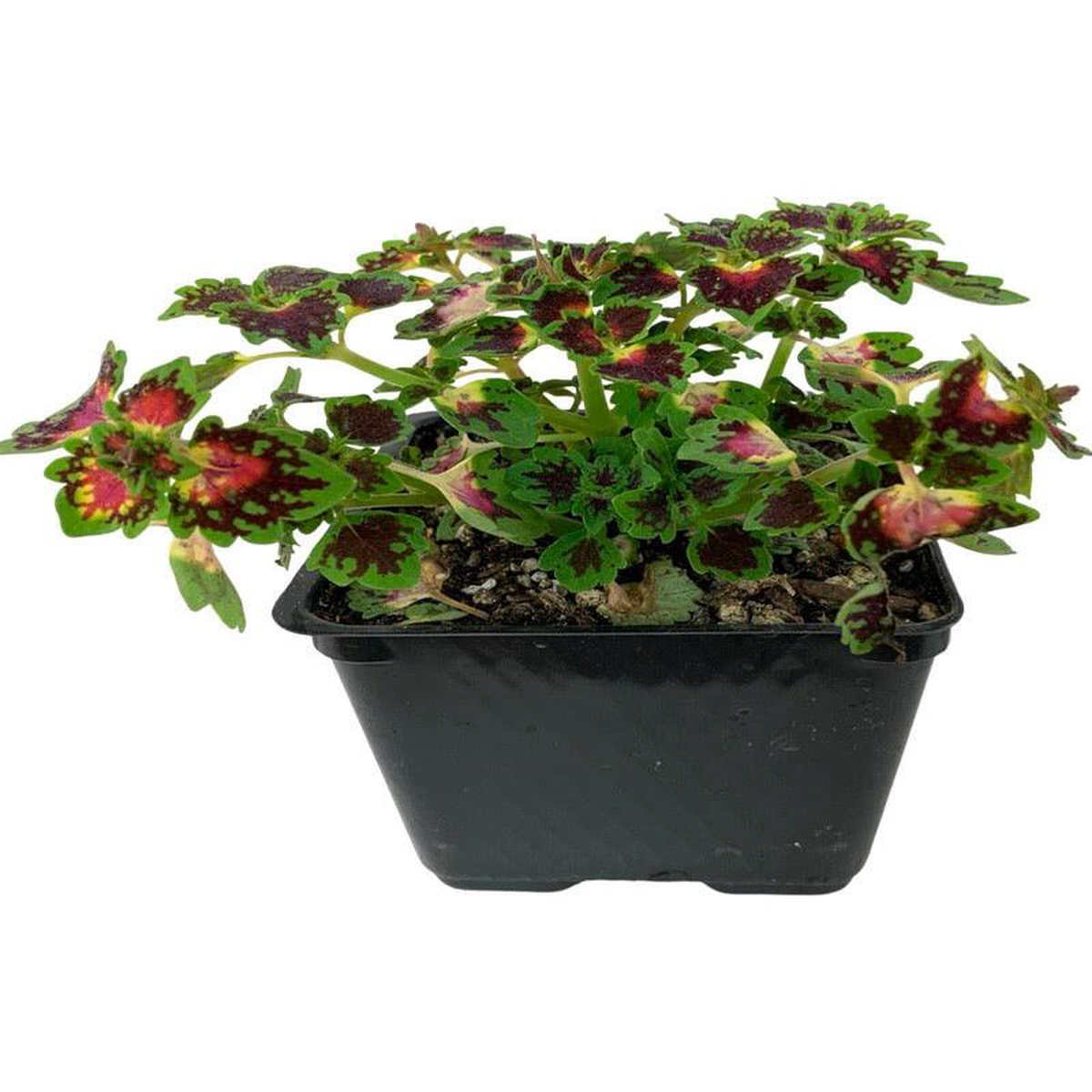 Coleus 8216Lava Rose8217 4 Inch