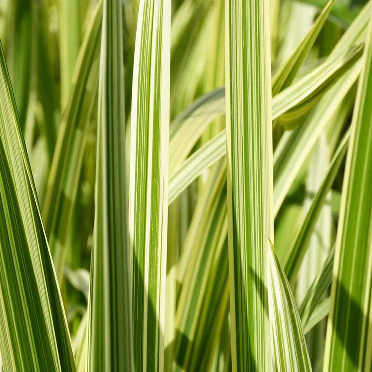 Glyceria Maxima Variegata Aquatic Pond Plant 8211 Reed Sweetgrass 5ltr Pot Size