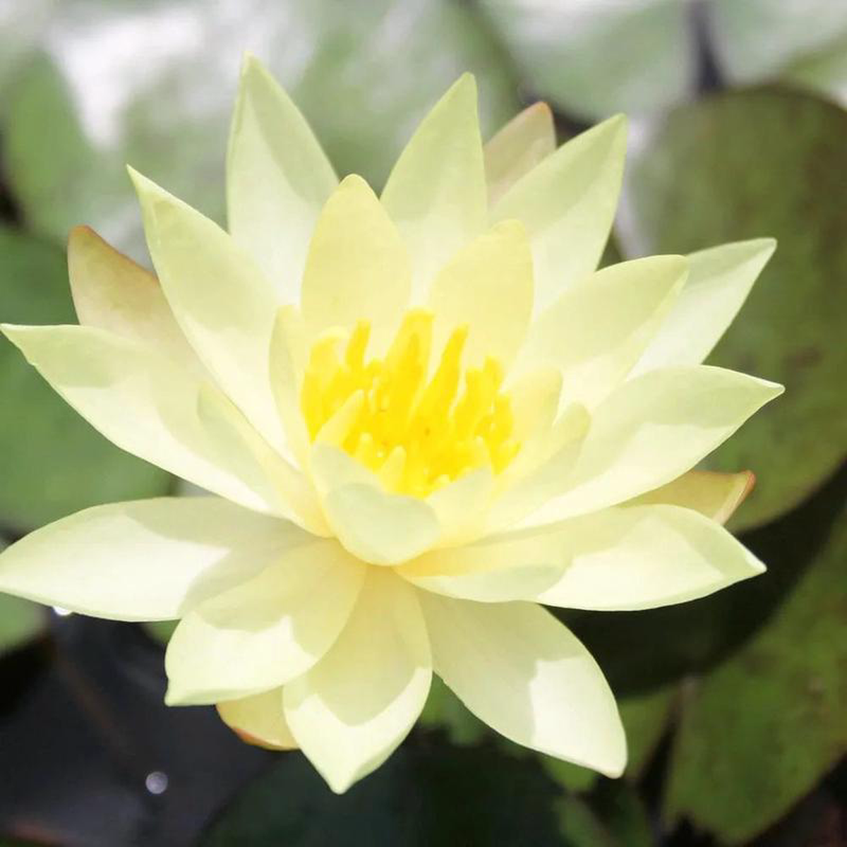 Nymphaea Odorata Sulphurea Aquatic Pond Plant 8211 Water Lily 2lt Pot Size