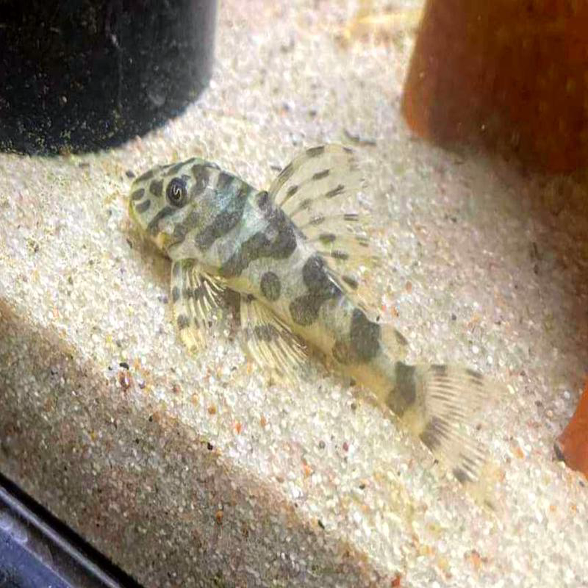 Peckoltia compa L134 8211 Leopard Frog Pleco