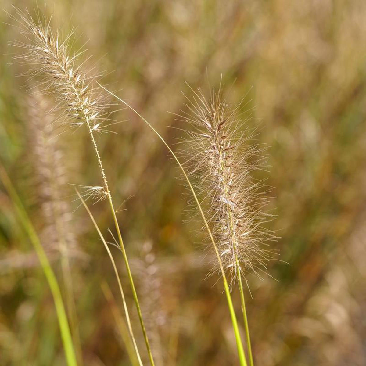 Red Head Fountain Grass 2 Gallon