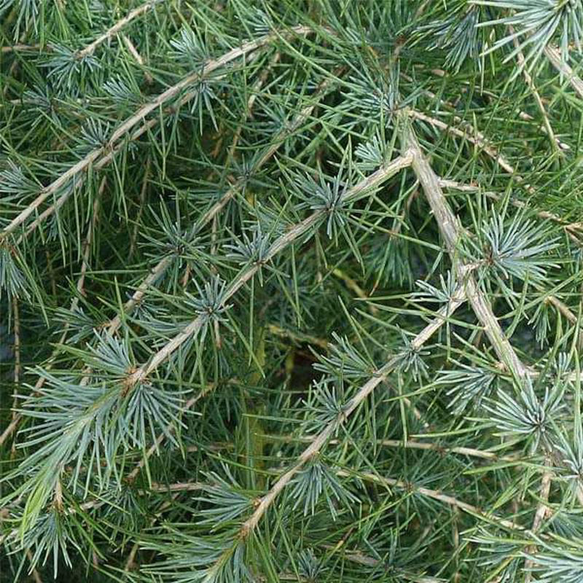 Cedrus Deodara Devdar 8211 05 kg Seeds