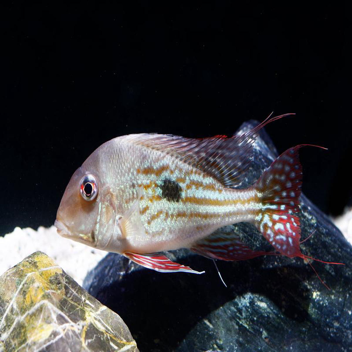 Geophagus winemilleri