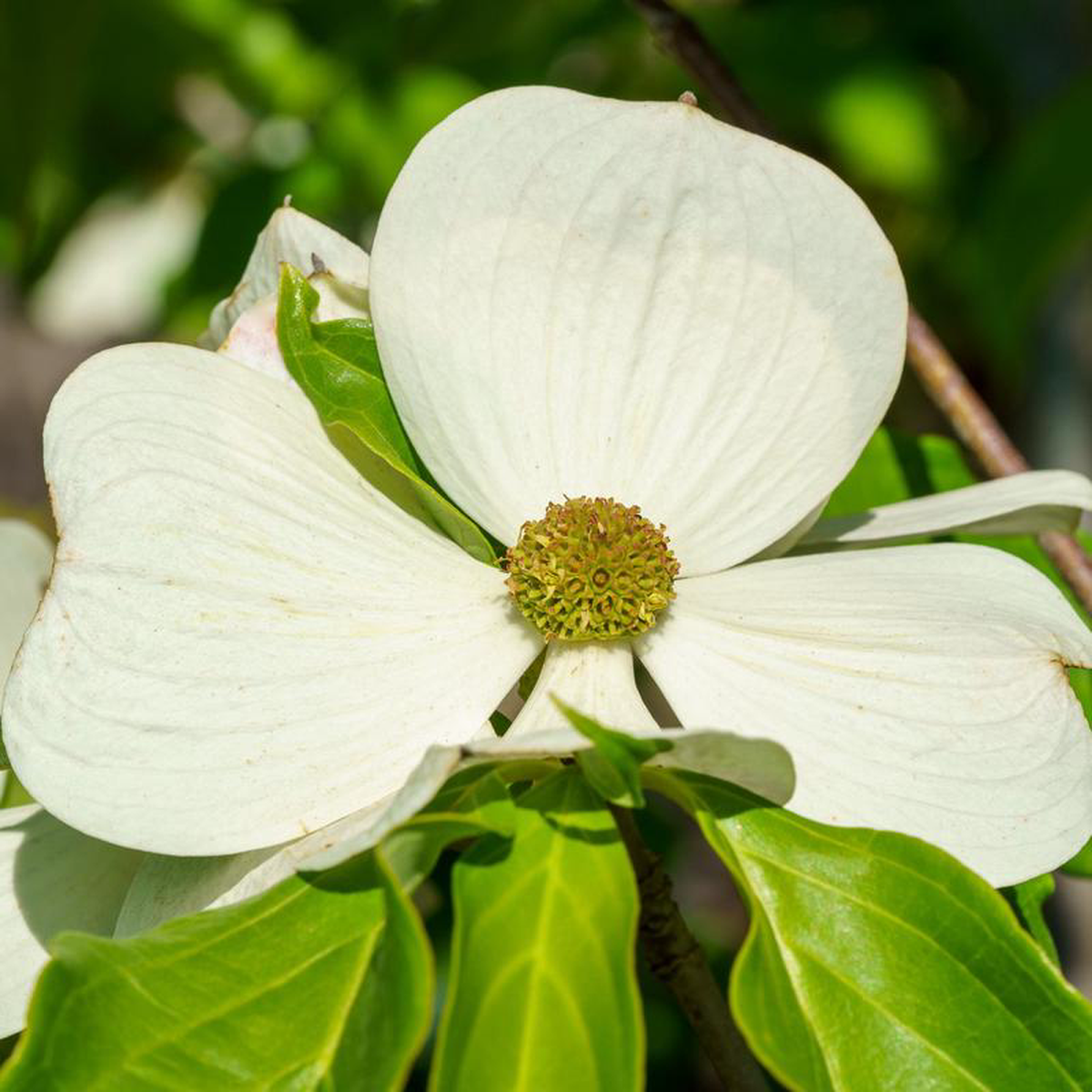 Starlight Dogwood 5 foot B038B