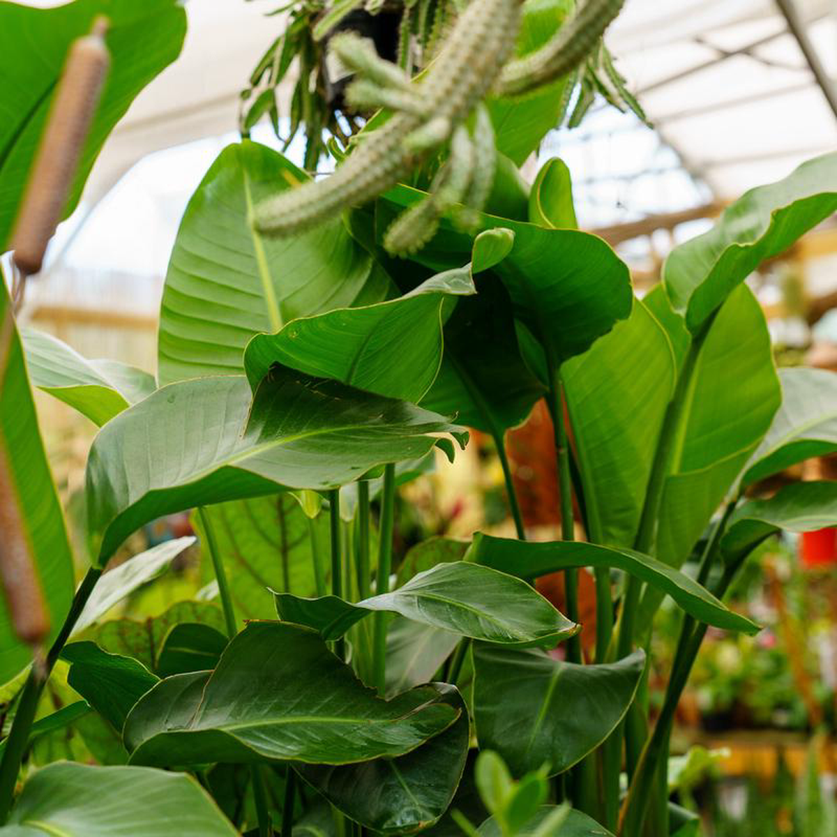 White Bird of Paradise 10 inch White Pot
