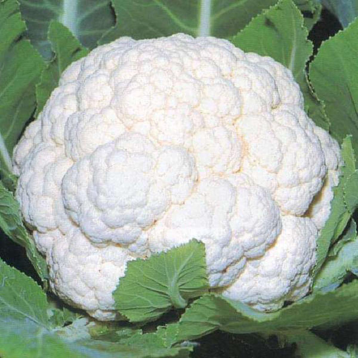 Cauliflower Snowball 16 8211 Desi Vegetable Seeds