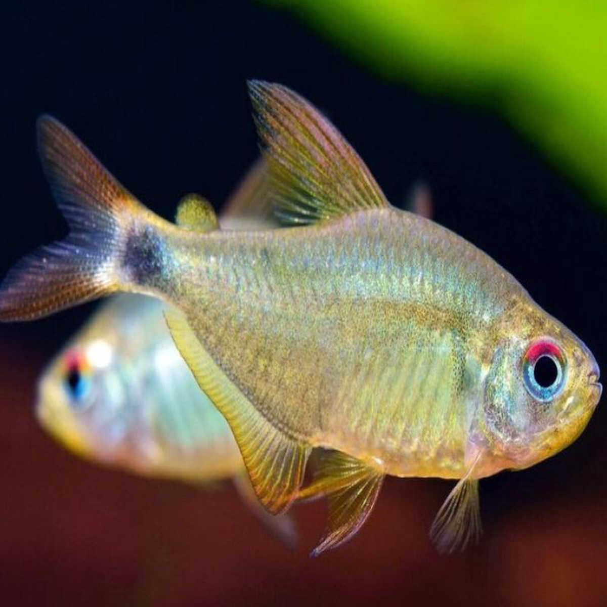 Kitty Tetra 8211 Special 6 for 36