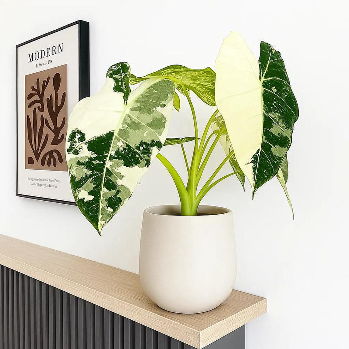 15 8211 20cm Variegated Alocasia Frydek 9cm Pot (Choose Your Own) NoF