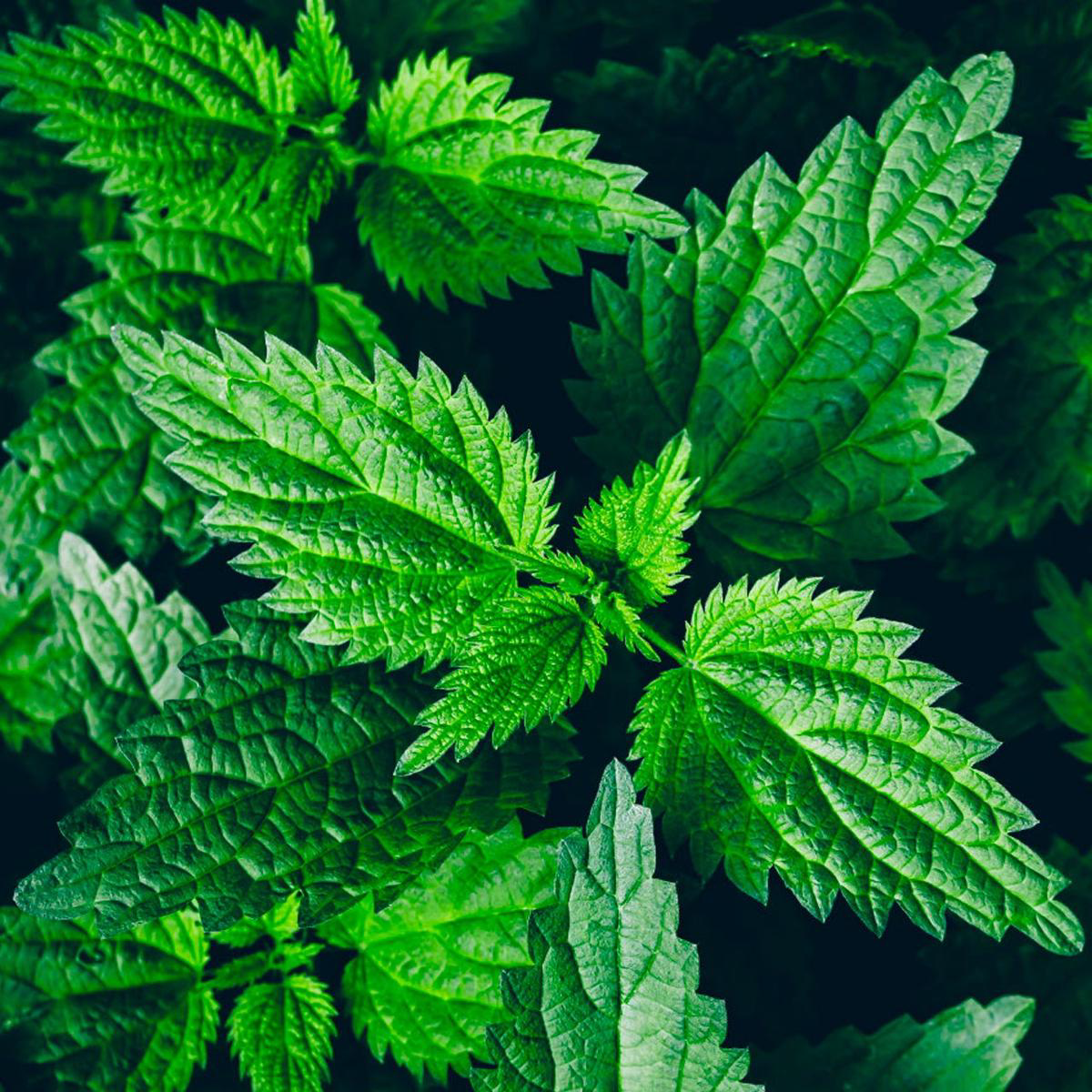 Stinging Nettle (Urtica dioica)