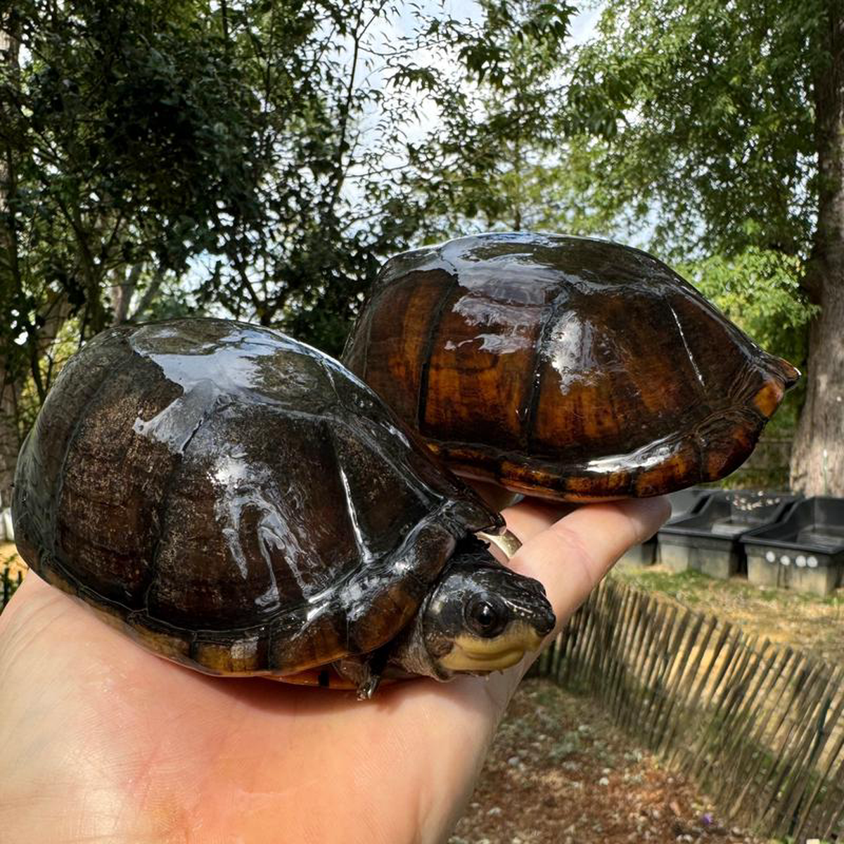 White Lipped Mud Turtle Adult Pair 1 (Kinosternon leucostomum)