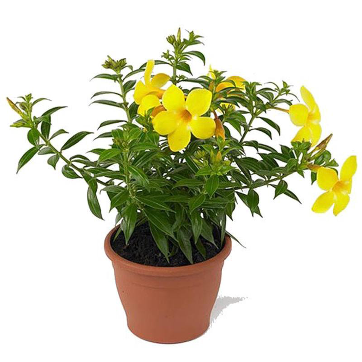 Allamanda Creeper Pentalinon luteum (Yellow) 8211 Plant