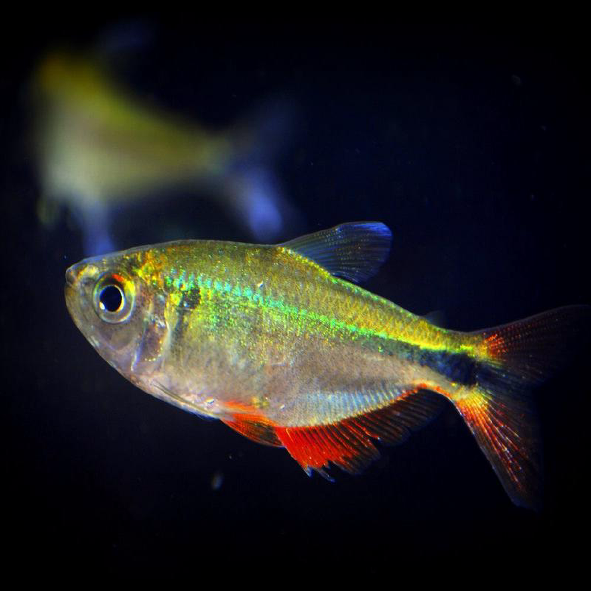 Buenos Aires Tetra